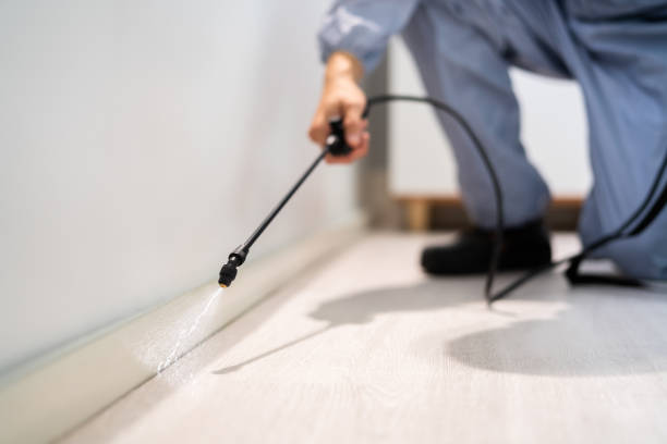 Licensed Termite Control service in Ferry Pass, FL - Nex Pest Control