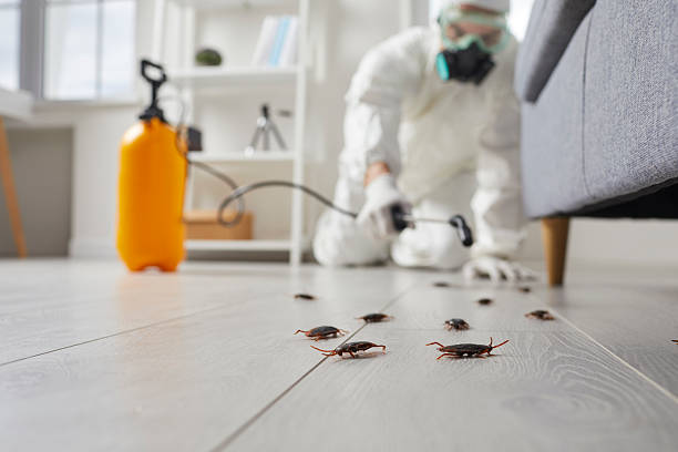 Affordable Termite Control solutions in Ferry Pass, FL
